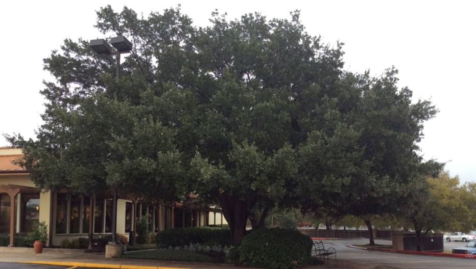 San Antonio Tree Trimming